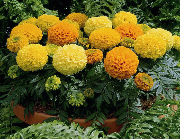 Picture 4 of 8 types of plants easy to grow that make mosquitoes' terrified