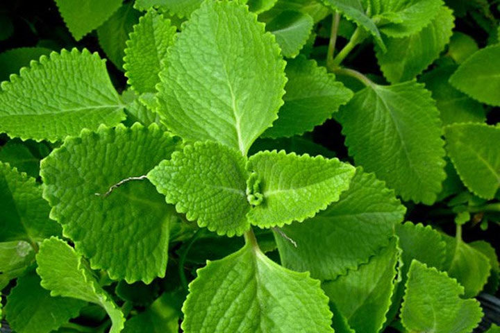 Picture 5 of 8 types of plants easy to grow that make mosquitoes' terrified
