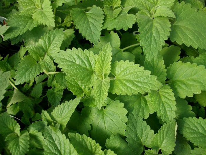 Picture 6 of 8 types of plants easy to grow that make mosquitoes' terrified