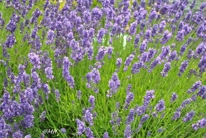 Picture 7 of 8 types of plants easy to grow that make mosquitoes' terrified