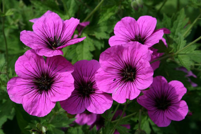 Picture 8 of 8 types of plants easy to grow that make mosquitoes' terrified