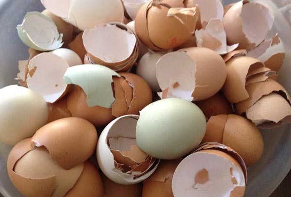 Picture 1 of 8 unexpected effects of eggshell