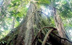 Picture 1 of 80% of tropical forests may disappear due to climate change