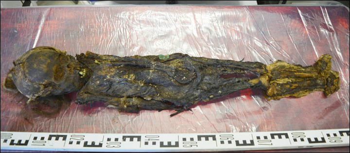 Picture 1 of 800-year-old mummy DNA test to find relatives