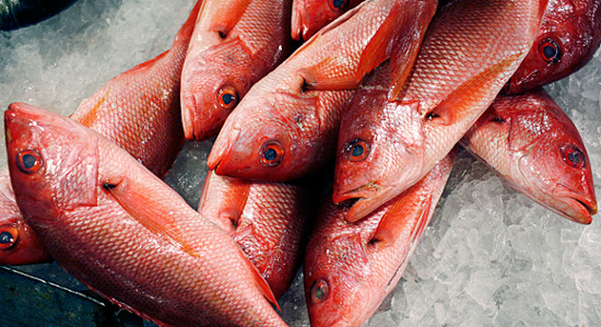 Picture 1 of 84% of the world fish is contaminated with mercury