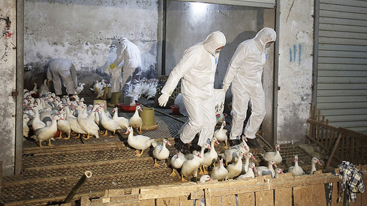 Picture 1 of 87 Chinese people died of bird flu H7N9