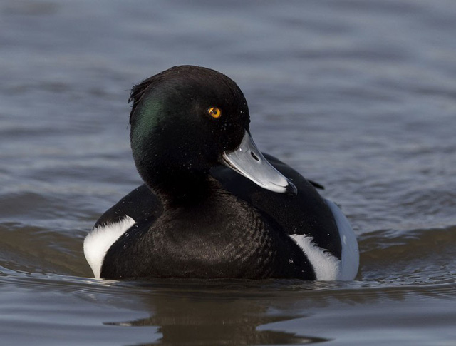 Picture 4 of 9 facts about ducks that make you fall back
