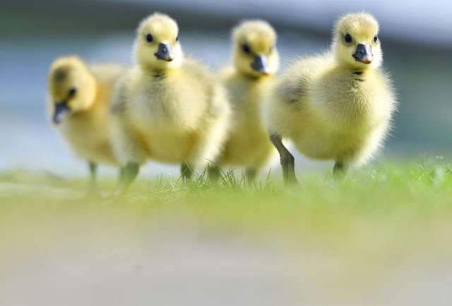 Picture 6 of 9 facts about ducks that make you fall back