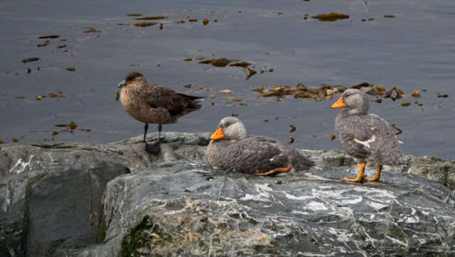 Picture 7 of 9 facts about ducks that make you fall back