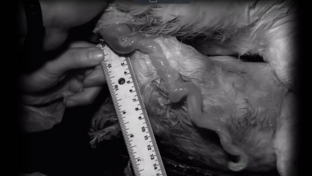 Picture 8 of 9 facts about ducks that make you fall back