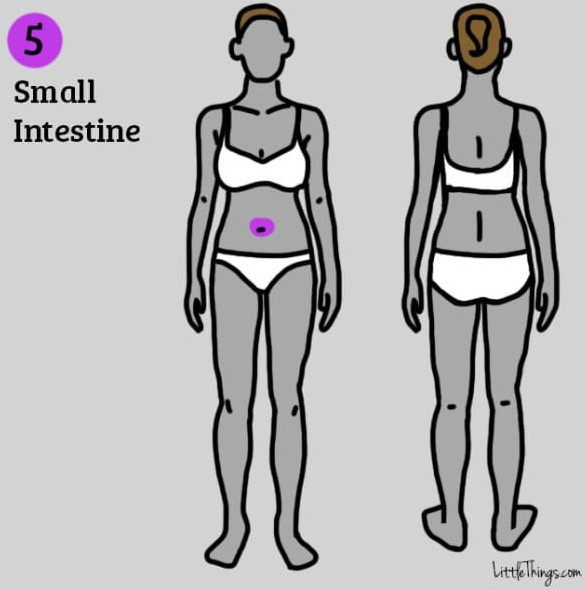 Picture 5 of 9 groups of diseases can be detected by location of pain