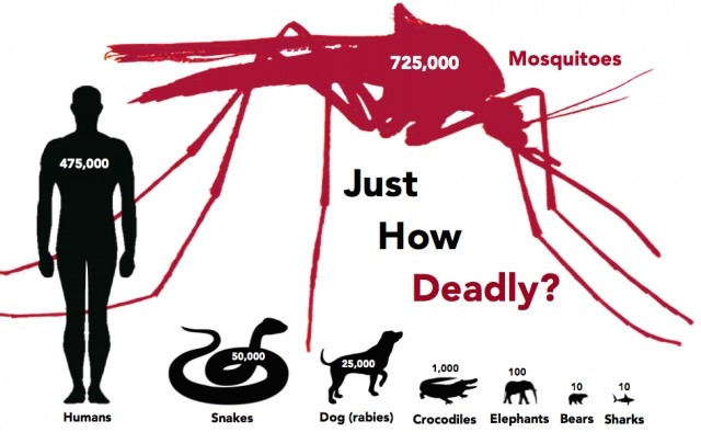 Picture 1 of 9 interesting facts about mosquitoes