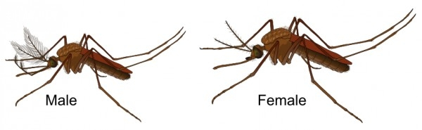 Picture 2 of 9 interesting facts about mosquitoes