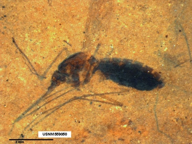 Picture 7 of 9 interesting facts about mosquitoes