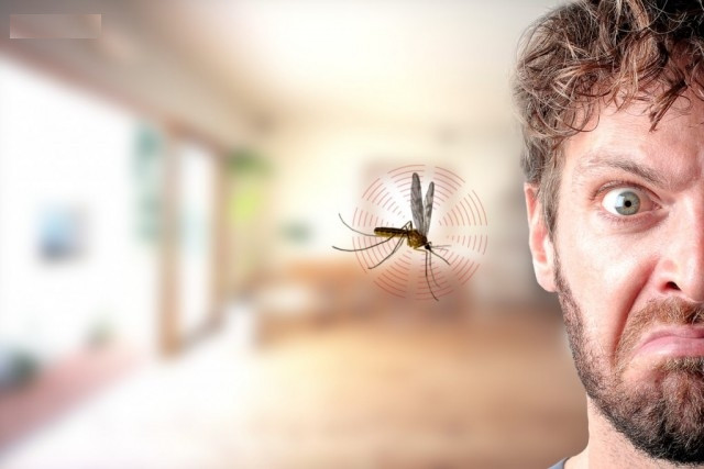 Picture 8 of 9 interesting facts about mosquitoes