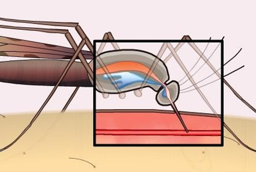 Picture 9 of 9 interesting facts about mosquitoes