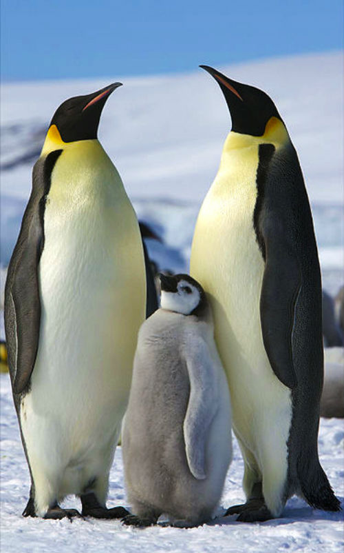 Picture 6 of 9 interesting things about Antarctica and Arctic