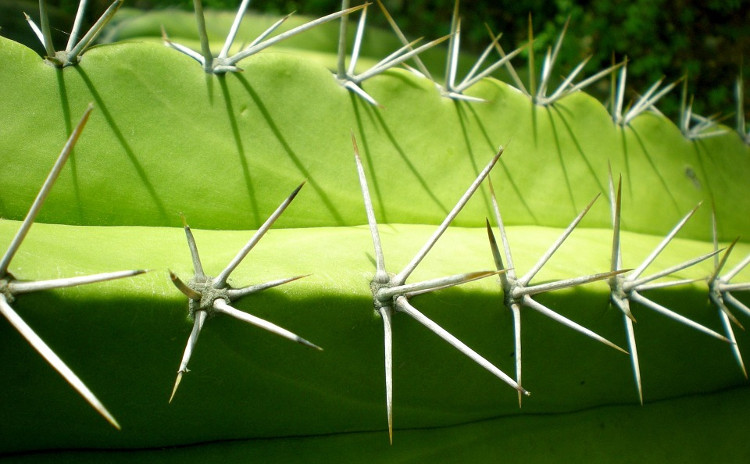 Picture 3 of 9 mechanisms of plant protection