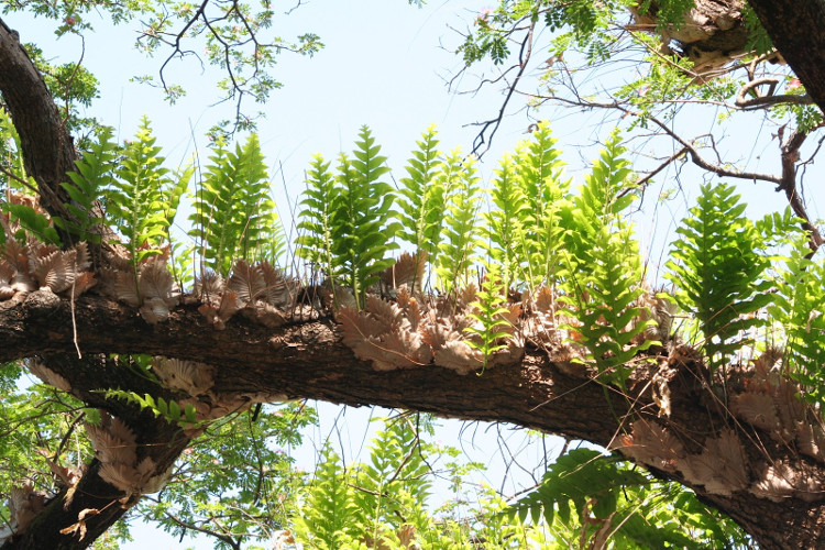 Picture 6 of 9 mechanisms of plant protection