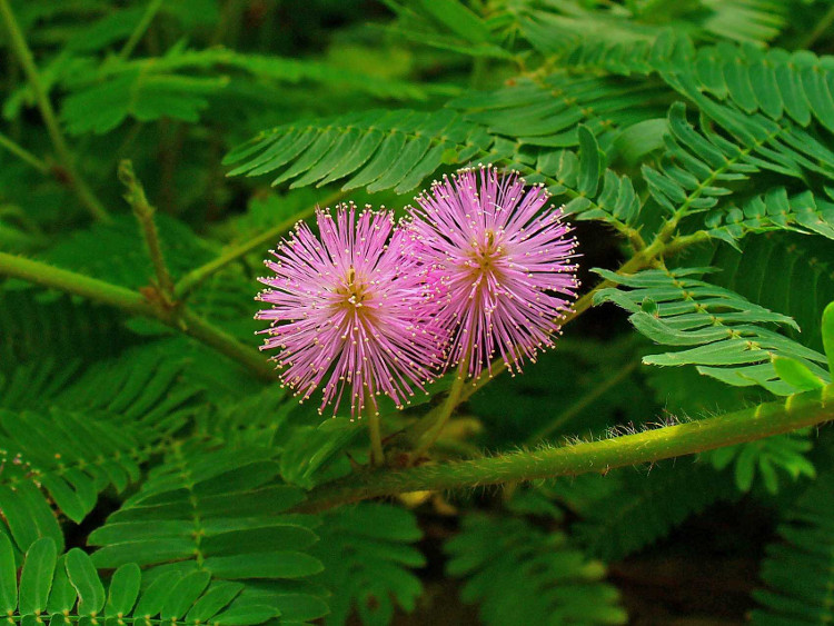 Picture 7 of 9 mechanisms of plant protection