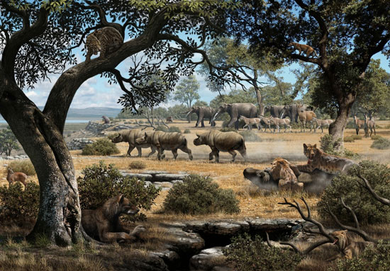 Picture 1 of 9 million years ago, bear dogs and cats used to live together
