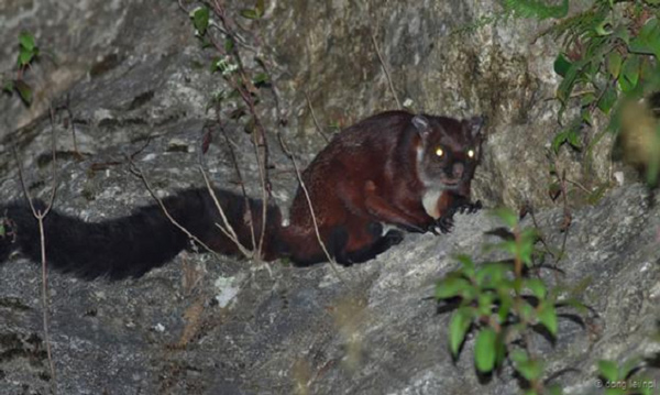 Picture 1 of 9 rare animals in the land of the gods
