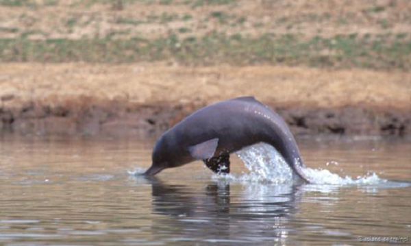 Picture 2 of 9 rare animals in the land of the gods