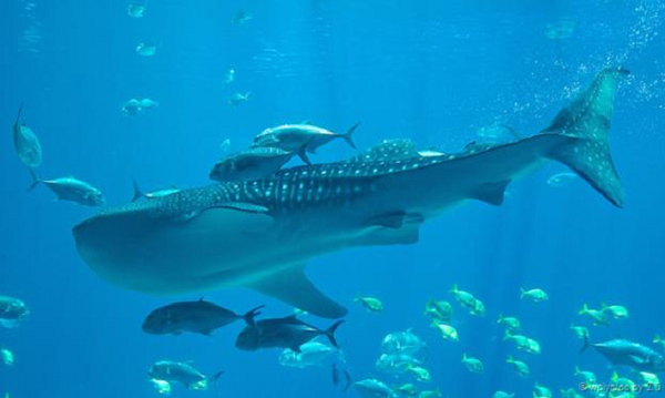 Picture 6 of 9 rare animals in the land of the gods