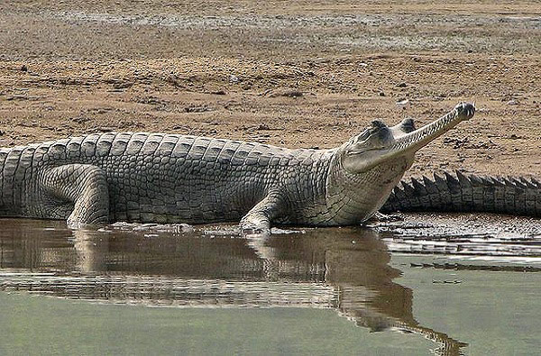 Picture 9 of 9 rare animals in the land of the gods