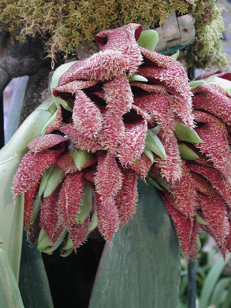 Picture 2 of 9 species of flowers that smell the worst in the world
