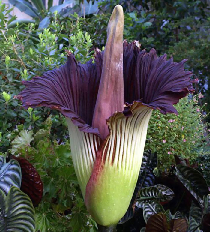 Picture 3 of 9 species of flowers that smell the worst in the world