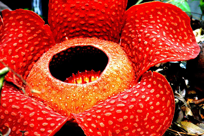 Picture 6 of 9 species of flowers that smell the worst in the world