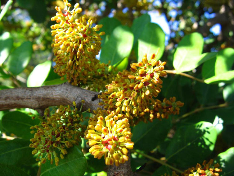 Picture 8 of 9 species of flowers that smell the worst in the world