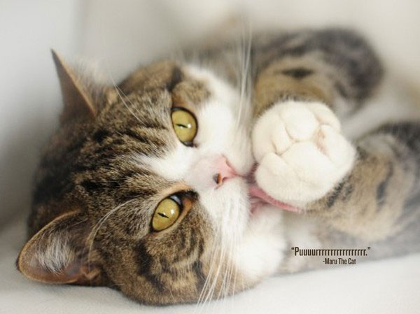 Picture 9 of 9 truths 'cause sock' dedicated to cat lovers