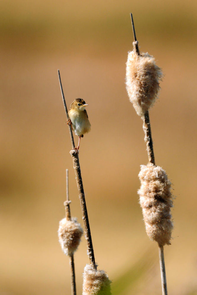Picture 8 of 9 years old, won the international young photographer award