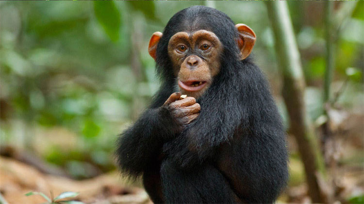 Picture 2 of 90% of people are right-handed, and what about animals?