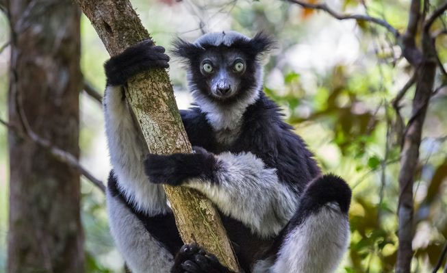 Picture 1 of 95% of lemurs are about to become extinct.  What is happening?