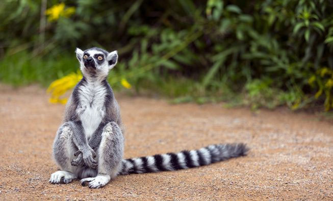 Picture 2 of 95% of lemurs are about to become extinct.  What is happening?