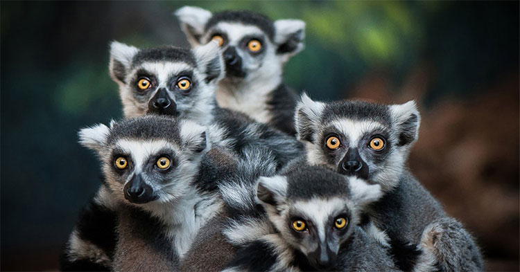 Picture 3 of 95% of lemurs are about to become extinct.  What is happening?
