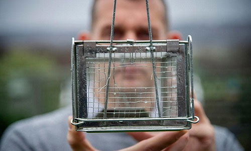 Picture 1 of A 30cm-long rat riddled with steel traps to escape