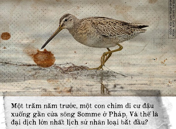 Picture 10 of A bird perched at the mouth of the opening of the pandemic killed 50 million people