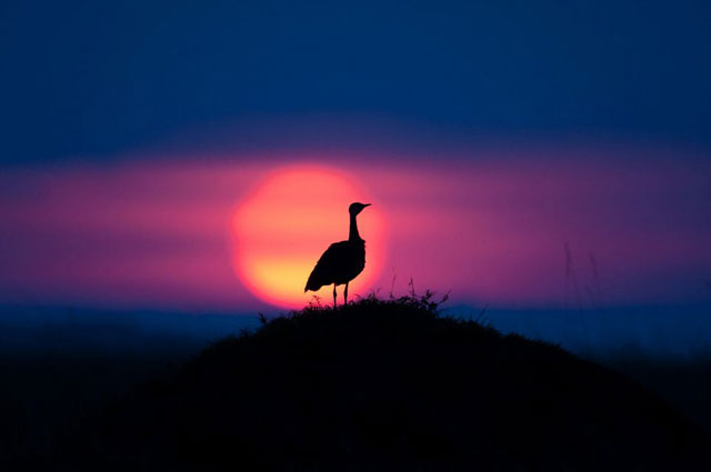 Picture 1 of A bunch of beautiful animal photos of dawn and sunset