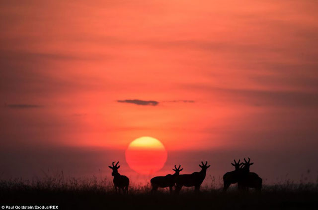 Picture 2 of A bunch of beautiful animal photos of dawn and sunset