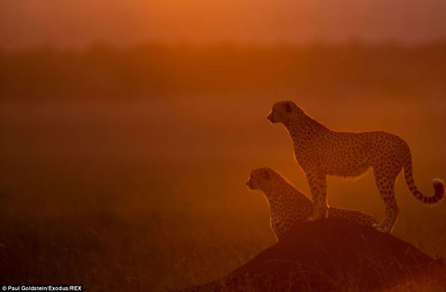 Picture 7 of A bunch of beautiful animal photos of dawn and sunset