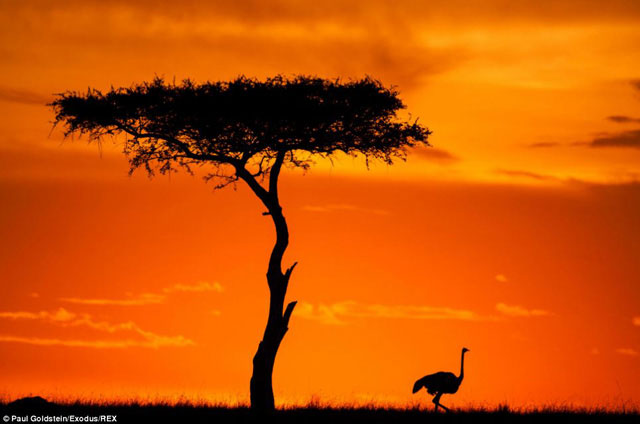 Picture 9 of A bunch of beautiful animal photos of dawn and sunset