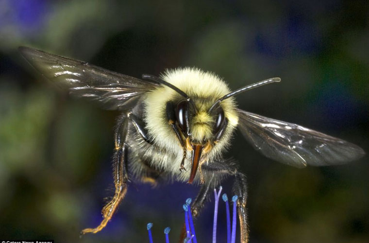 Picture 3 of A bunch of beautiful images of insects