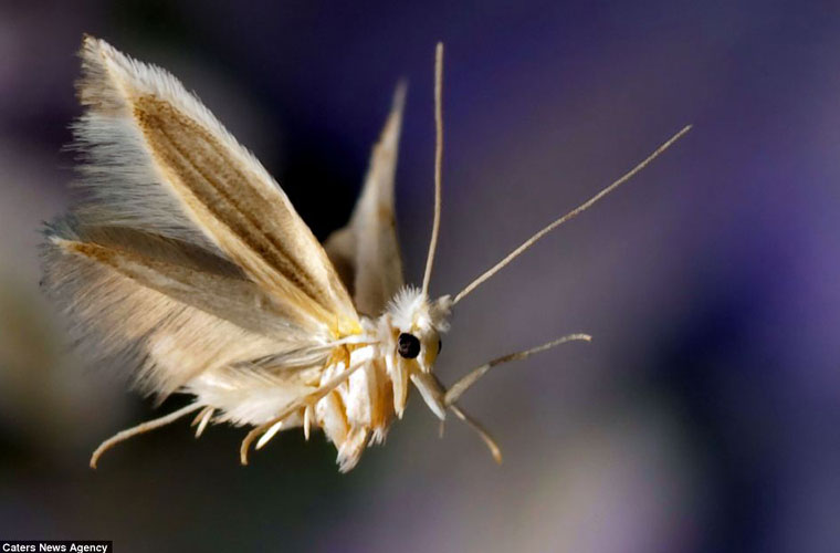 Picture 4 of A bunch of beautiful images of insects
