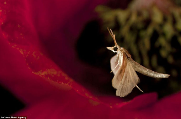 Picture 6 of A bunch of beautiful images of insects