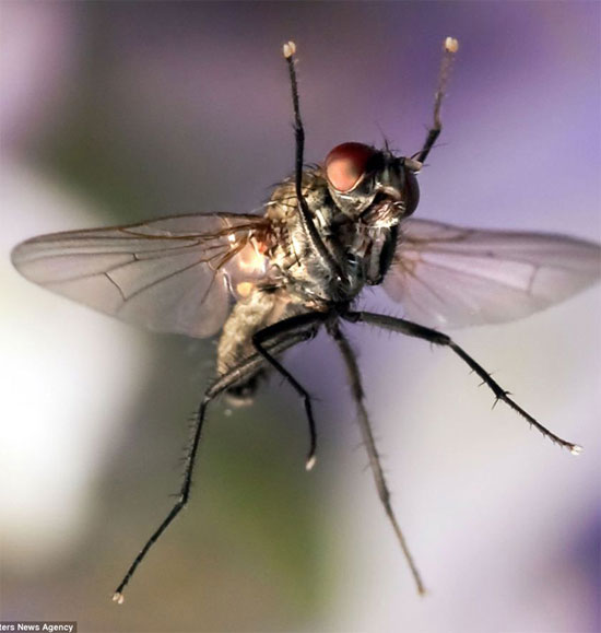 Picture 7 of A bunch of beautiful images of insects