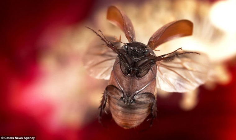 Picture 8 of A bunch of beautiful images of insects